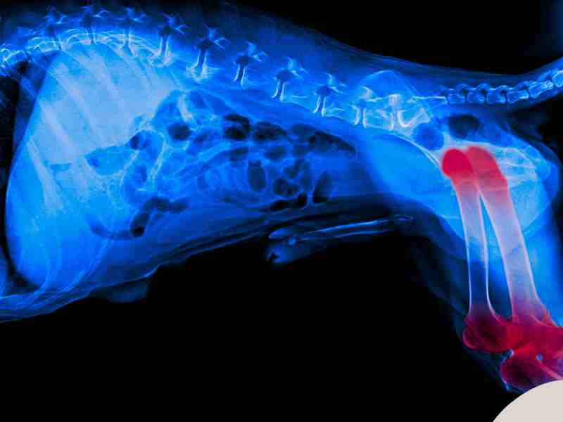 Photo: An x-ray image of a dog suffering from dysplasia and cartilage damage. 