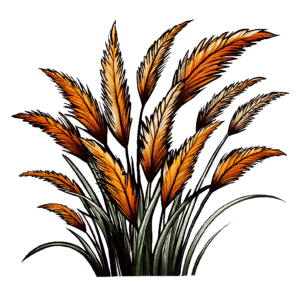 Miscanthus Grass