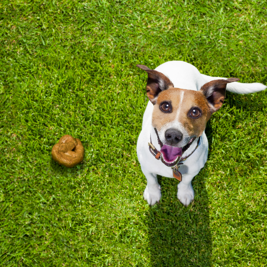 Photo: A Terrier sits on a green lawn with perfectly formed poop beside it.