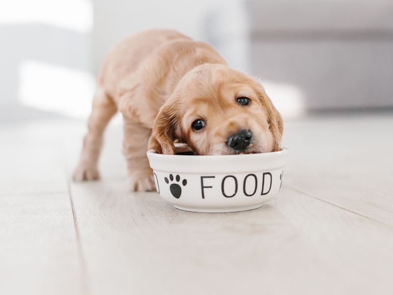 An adorable puppy is eating a bowl of dry food without dog probiotics