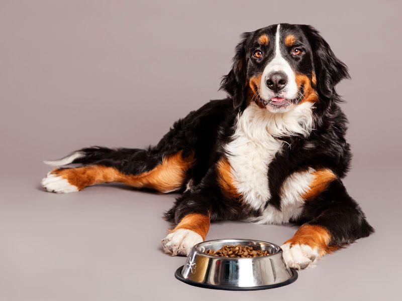 A Bernese Mountain Dog suffers dog food intolerance