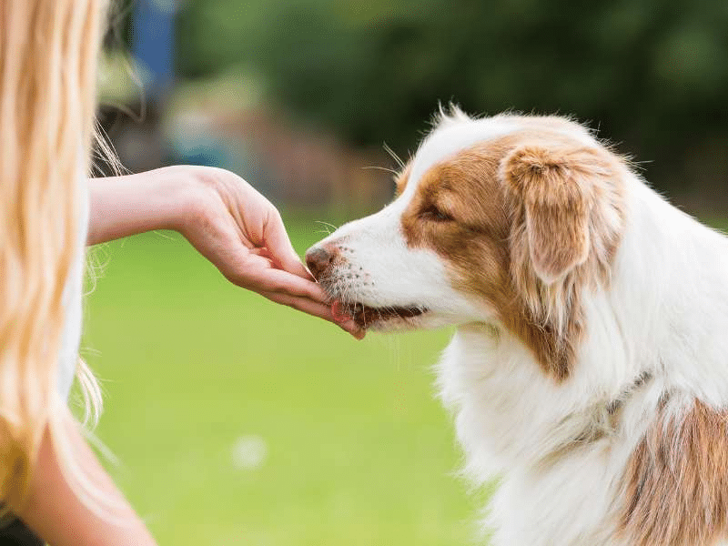 Photo: A woman feeds a dog an Omega 3 chew.