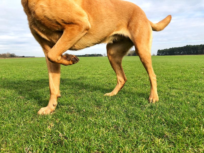 A dog limps because of joint issues in dogs as it runs through a field