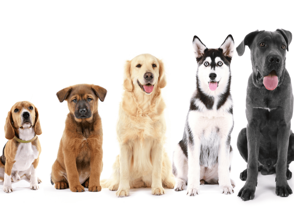 Dogs of different sizes live different lifespans