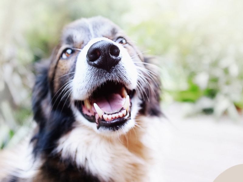 Signs Your Dog May Be Struggling with Oral Health Issues