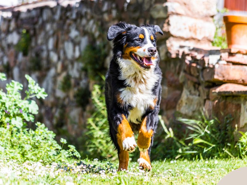 A Bernese Mountain Dog runs happily with healthy joints