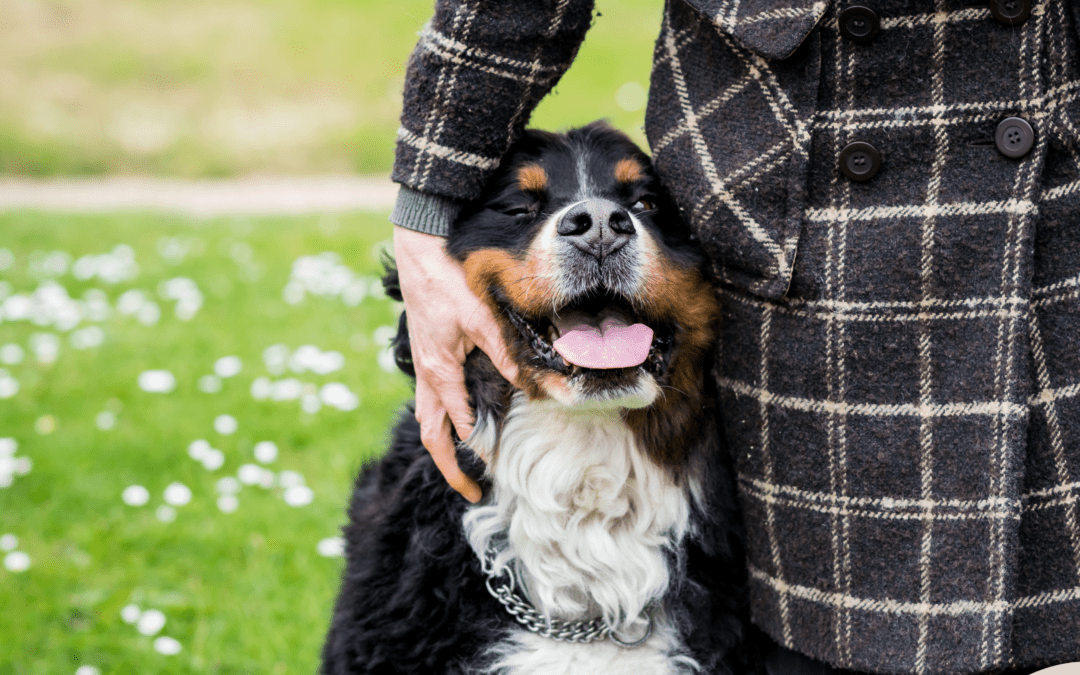 Dog Joint Supplements: Separating Fact From Fiction