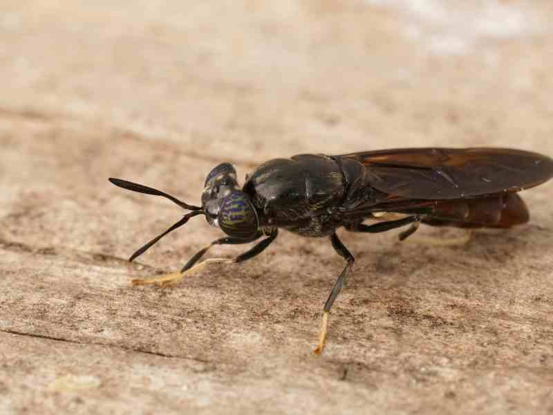 Photo: A Black Soldier Fly Sits on a piece of wood.