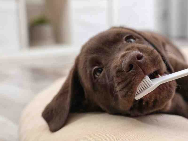 Strategies To Prevent Periodontal Disease In Dogs