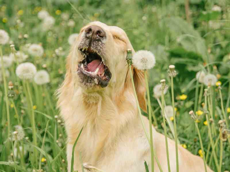 Photo: A Golden Retriever sneezes in a field of dandelions due to seasonal allergies.