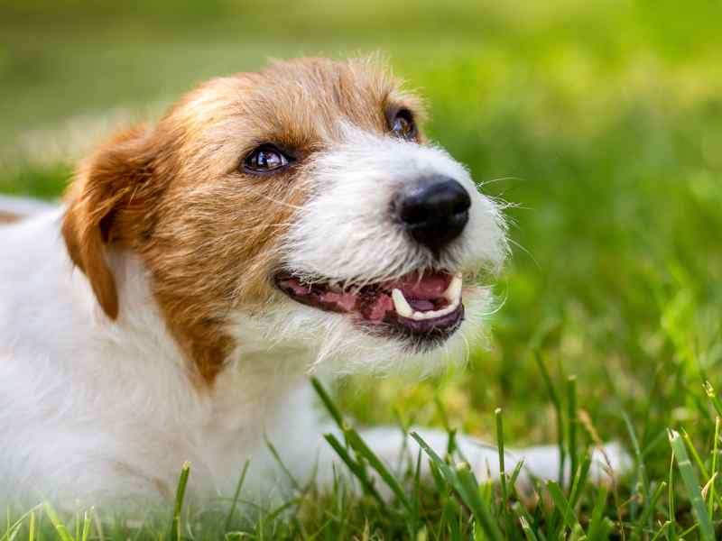 Photo: A Jack Russell Terrier smiles at the camera as it lays in a field.