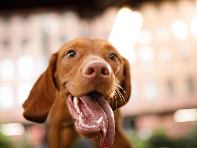 Can Dental Care Help Your Dog Live A Longer, Healthier Life?