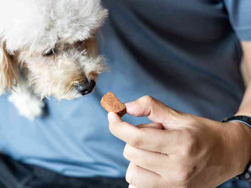 Photo: A dog gets a dose of parasite and flea medicine.