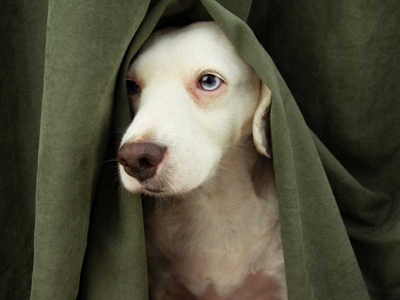 How to Help Relieve Storm Anxiety in Your Dog