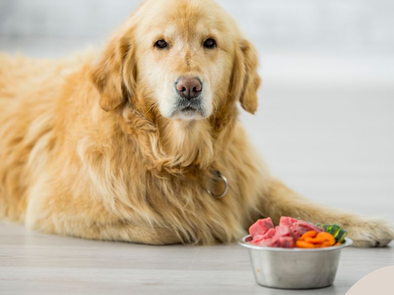 Photo: A golden retriever sits in front of a bowl of healthy food.