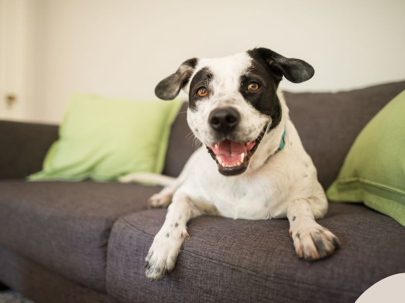 Photo: A happy mutt lays on the sofa with a big smile on his face.