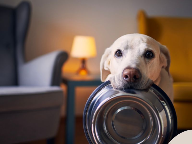 Photo: A hungry dog holds his bowl waiting for dinner.