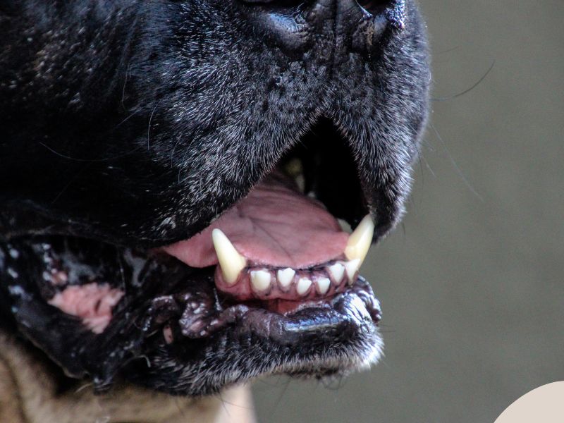 Photo: A look inside a big dogs mouth showing teeth.