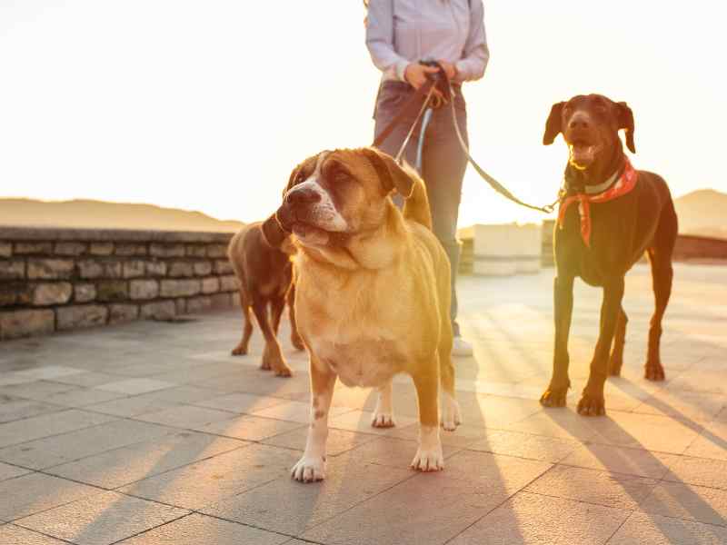 Photo: A man walks three dogs on a leash at sunset.