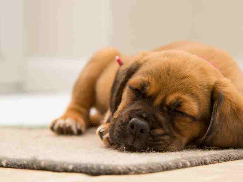 Photo: A mixed-breed dog sleeps comfortably on a dog mat.