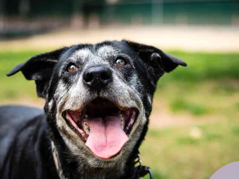 Photo: A mixed-breed senior dog smiles at the camera.