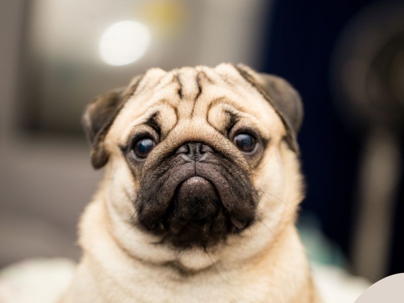 Photo: A serious pug looks confused about how probiotics and antibiotics can work together.