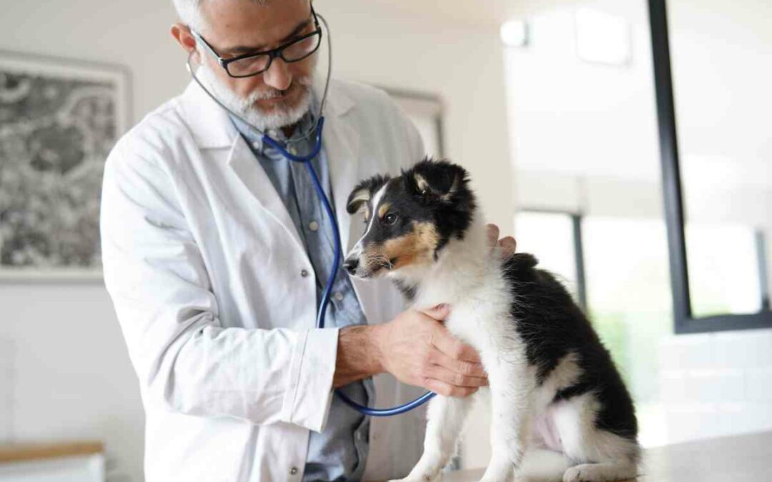 Pancreatitis in Dogs – Symptoms, Causes & Treatments