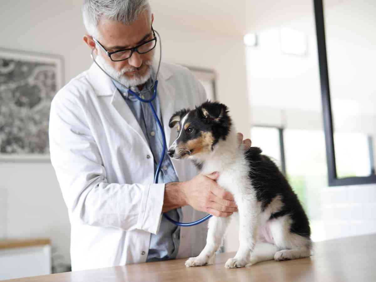Photo: A veterinarian checks a mixed breed dog for pancreatitis.