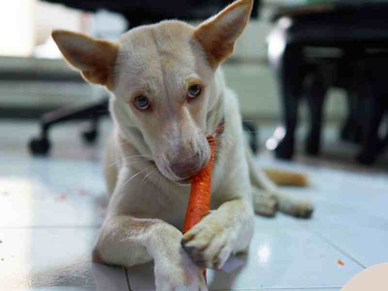 Photo: A white german shepherd eats a carrot as part of his anti-inflammatory diet for dogs.