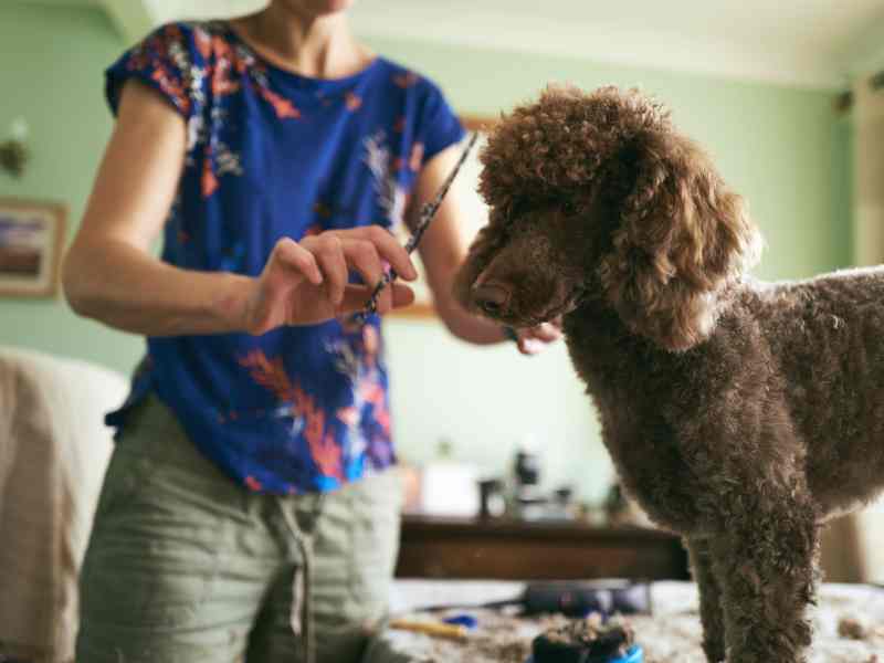 Photo: A woman grooms her poodle in her home.