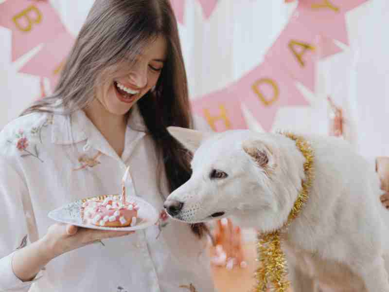 Photo: A woman hostas a birthday party for her White German Shepherd.