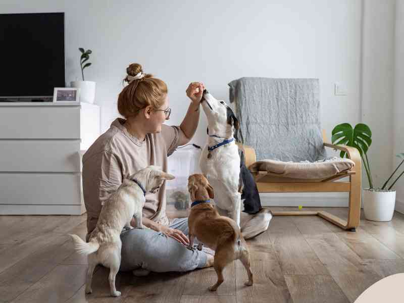 Photo: A woman plays with three happy dogs in her living room.
