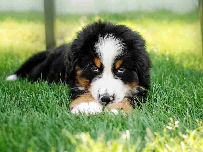 Photo: An adorable Bernese Mountain puppy lays in a field of grass in the spring.
