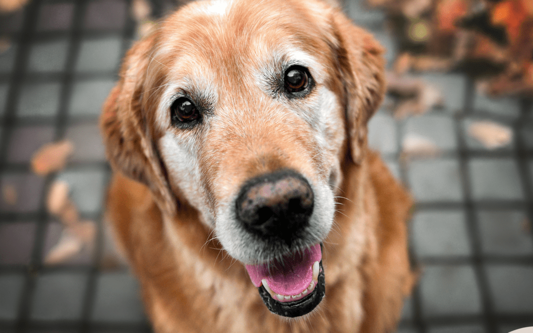 Can Gut Health Affect A Dog’s Lifespan?