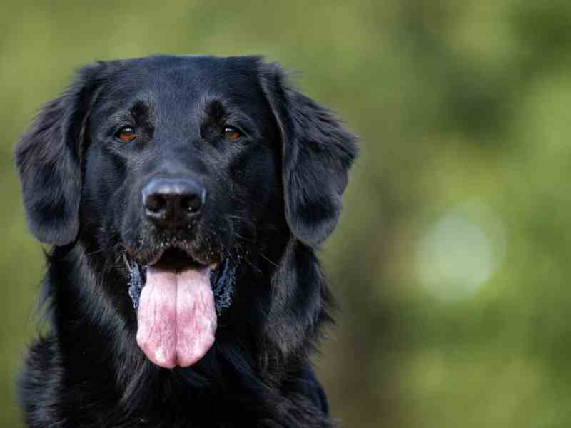 Photo: An overweight Flat-Coated Retriever looks at the camera.