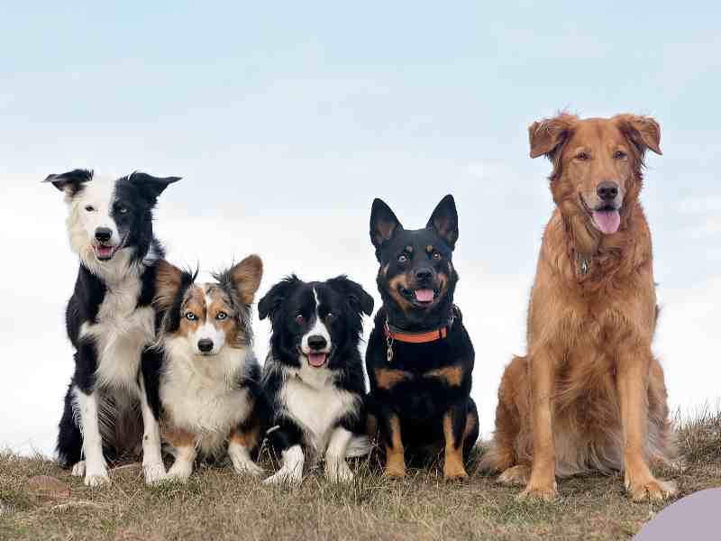 Photo: Five dogs including Border Collies a Shepherd and a Golden Retriever sit in a field.