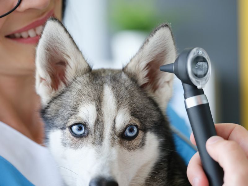A Husky dog with an ear infection is diagnosed.