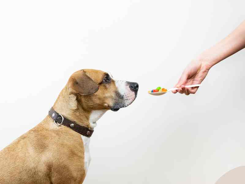Is It Safe For My Dog To Have Vitamins And Supplements?