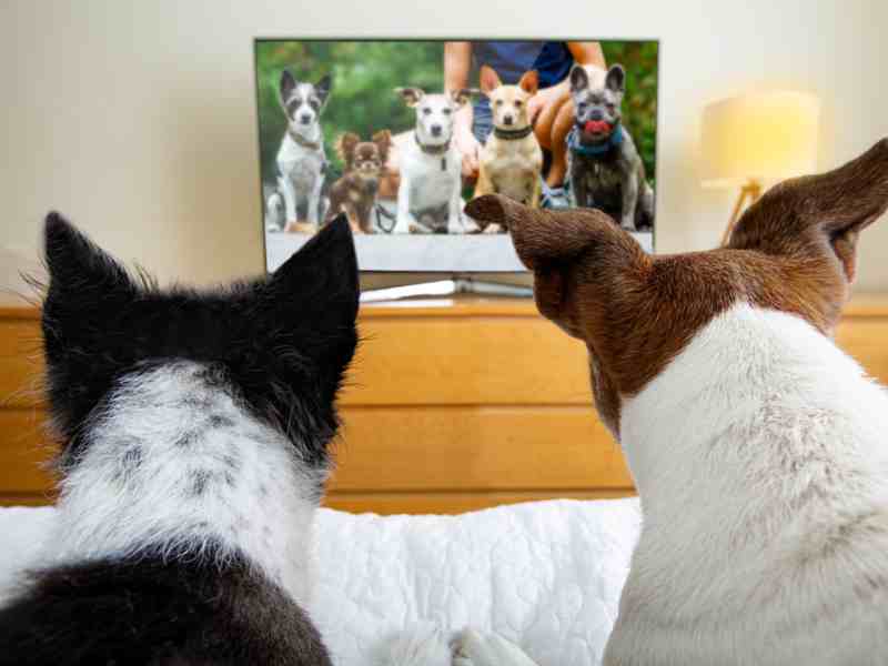 Photo: Two dogs sit on the edge of a bed watching tv.