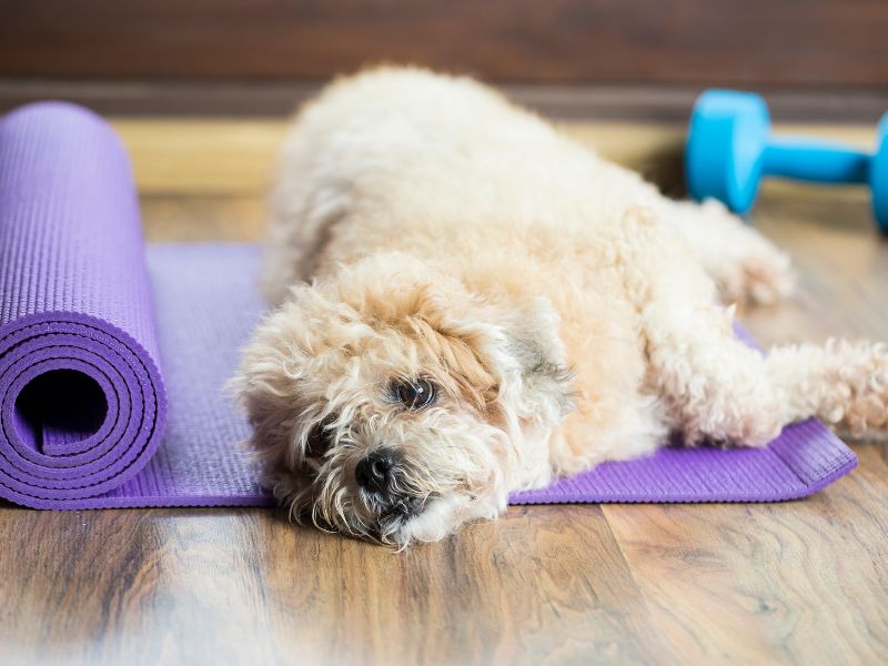 Photo: A dog is resting on a yoga mat after exercising, balancing rest after mobility.