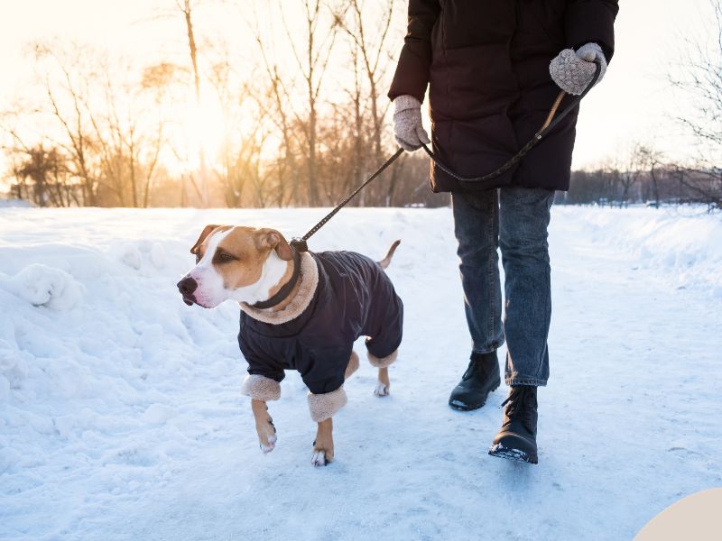 A dog wears a sweater as it walks in the snow
