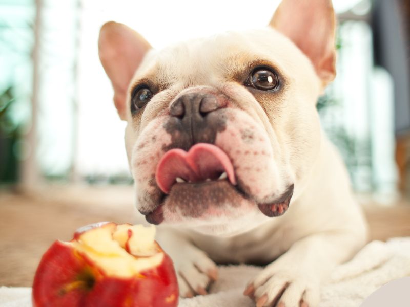 Photo: A french bulldog is eating an apple.