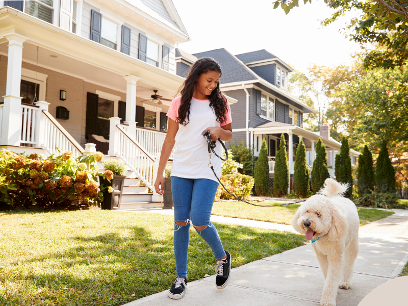 Photo: A teenager walks her golden doodle to give her exercise.