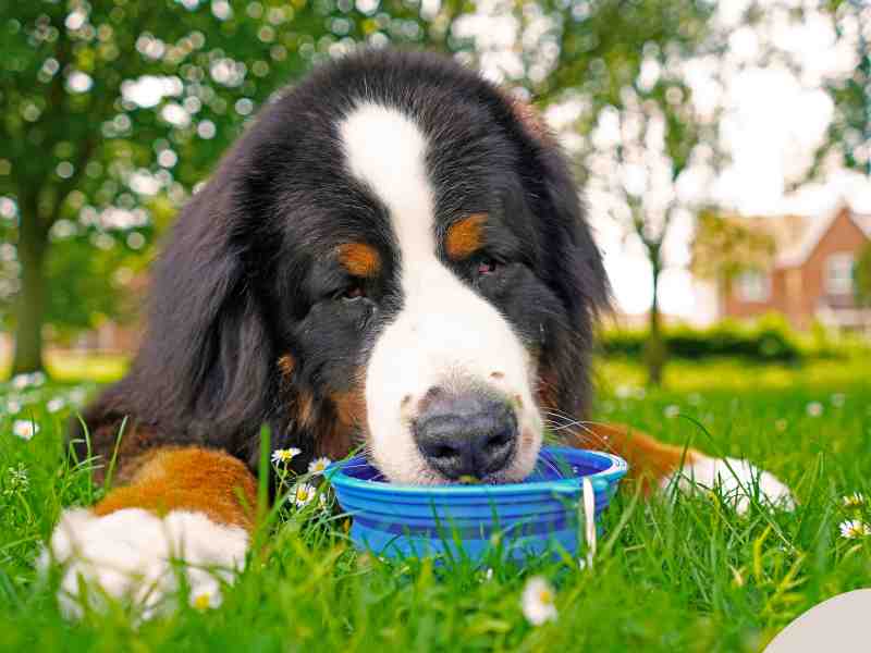  A Bernese Mountain Dog drinks water as hydration in dog mobility is important