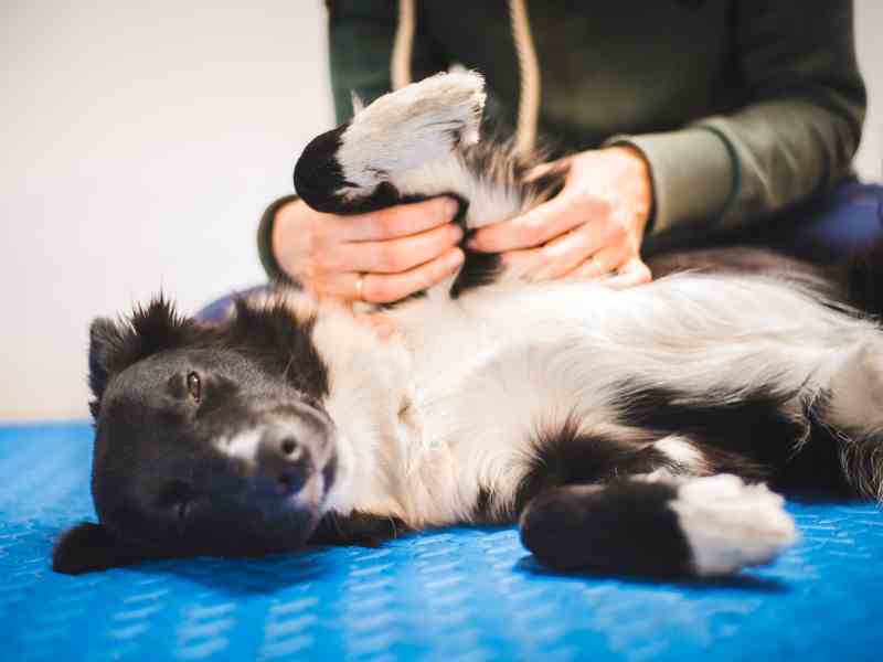 Incorporating Physical Therapy for Dog Joint Health Maintenance