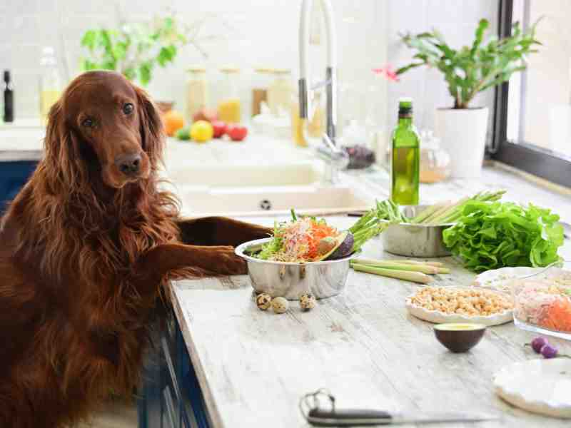 Photo: A Golden Retriever puts paws on the counter where his bowl full of food and vegetables sits.