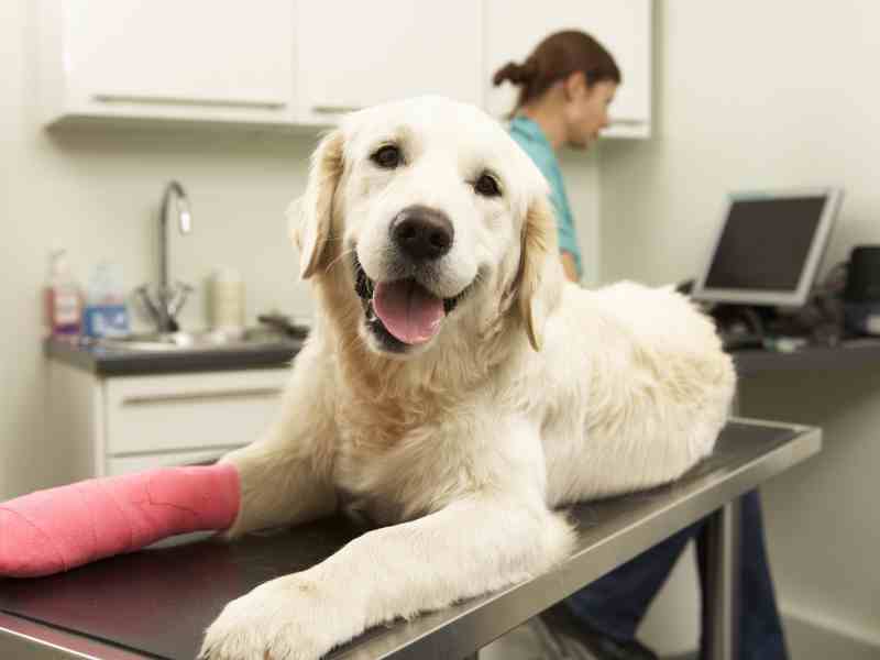 Photo: A Golden Retriever recovers from ACL surgery on a vets table.
