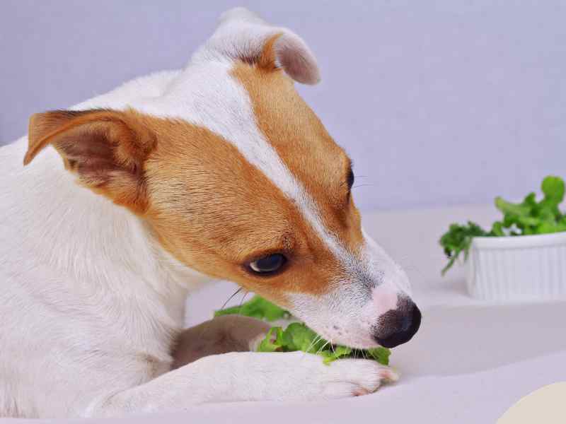 Photo: A Jack Russell Terrier eats fermented microgreens.