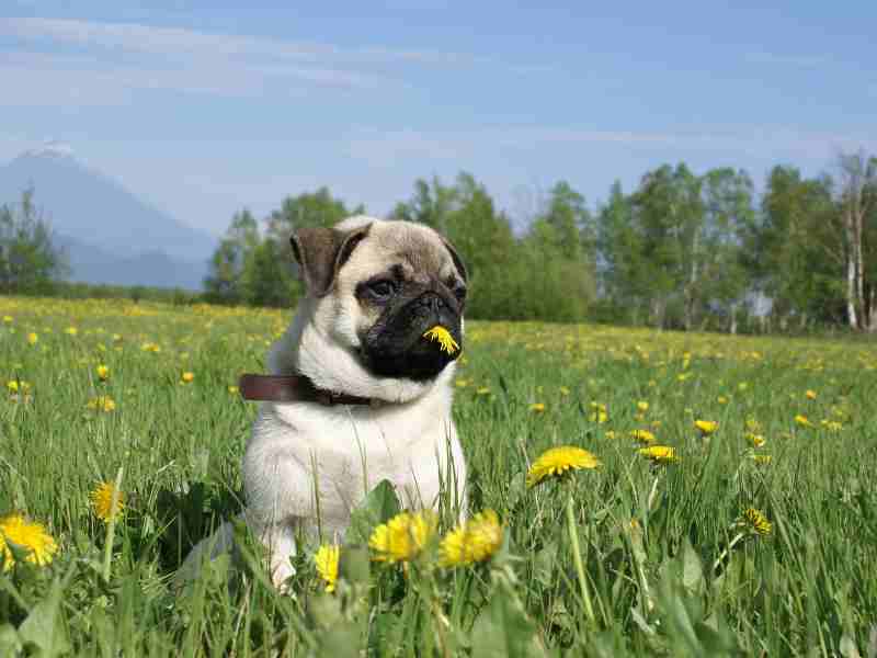 Photo: A Pug sits in a field of dandelions and nibbles on them.