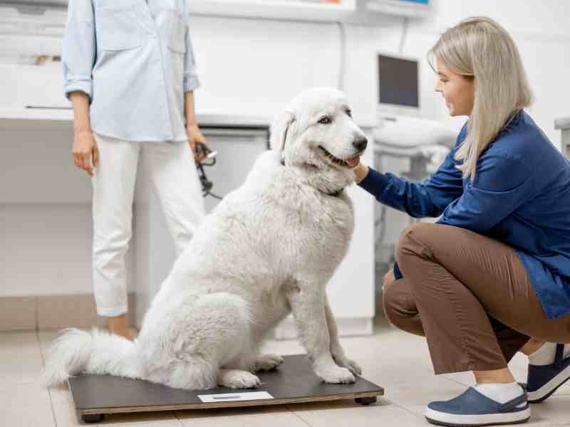 Weight Management: Give Your Dog’s Joints A Break